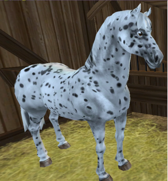 ★Black Leopard★680 SC.★Ferdinand's Horse Market
