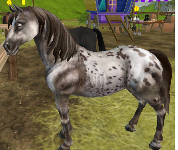 ★Brown Roan Spotted Blanket★680 SC★Ferdinand's Horse Market