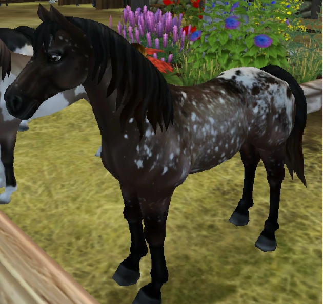 ★Brown Spotted Blanket★890 SC ★Marley's Farm