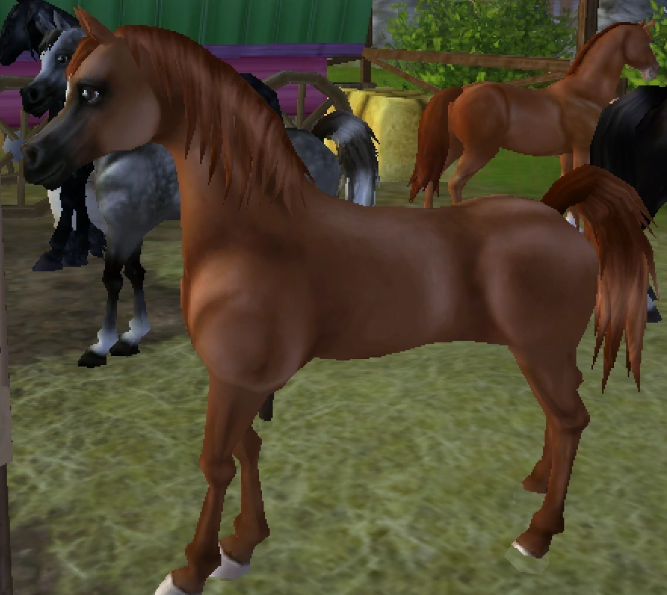 ★Chestnut★710SC★TRH