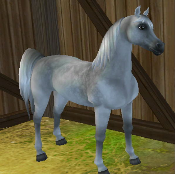 ★ Dapple Grey★ 969 SC ★ Silverglade Equestrian Cente